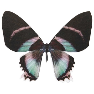 Dvostrani papir u obliku leptira Vivi Gade - 20 komada